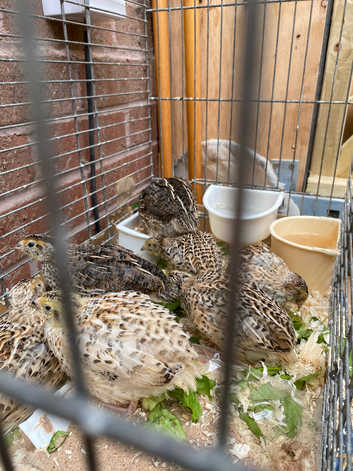 6 week old chicks