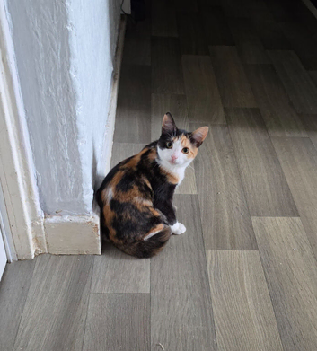 Calico girl