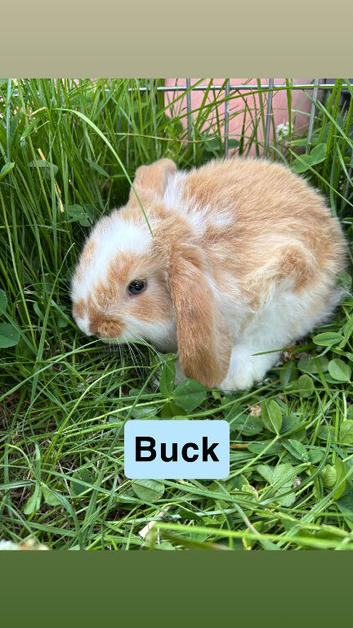 Adorable Mini Lop Babies