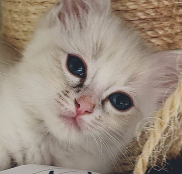 Stunning Ragdoll
