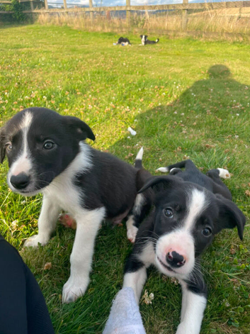 puppies for sale