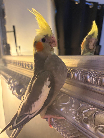 Baby cocktail