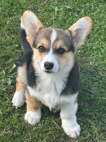 Cute Pembrokeshire corgi puppies