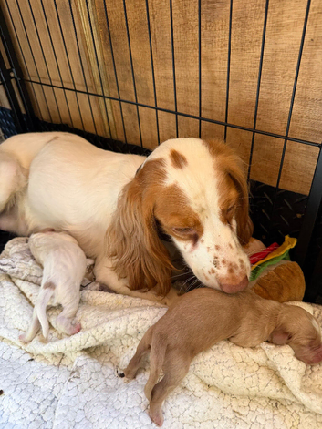 Our beautiful Girl - Stormy has had a beautiful litter of 8