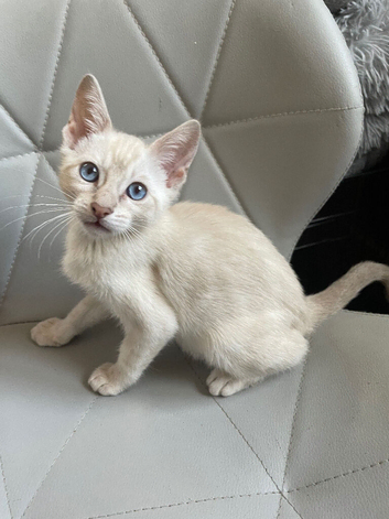 INTRODUCING OUTSTANDING ️️FINE FELINES