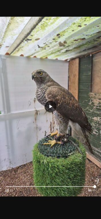 Male gos hawk 4 years old
