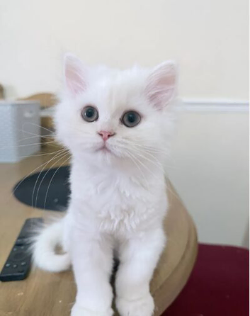 Beautiful white Persian male Kitten