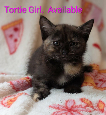 Pretty kittens, flead/wormed/litter trained/socialised/ happy and health  From &pound;80