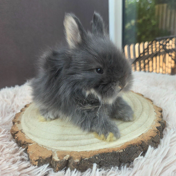 English Angora Babies for Sale