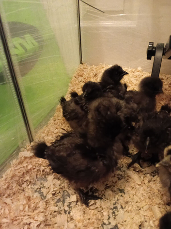 12Silkie Chicks &pound;20 each.(8 weeks old)