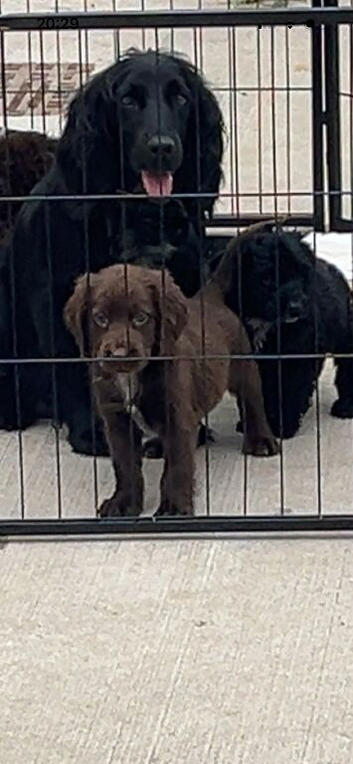 Cocker poo