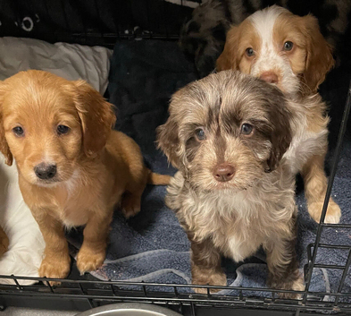 F1 Female Brown Merle Cockapoo Puppy