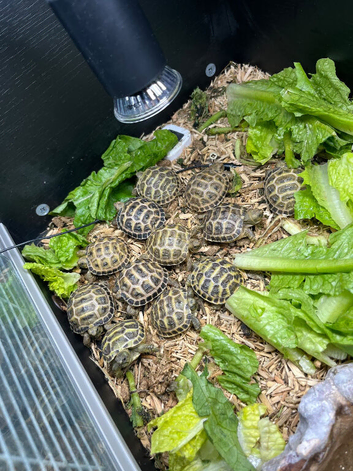 Baby tortoises