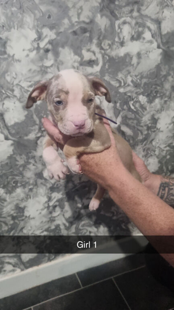 7 stunning american bulldog/standard bully