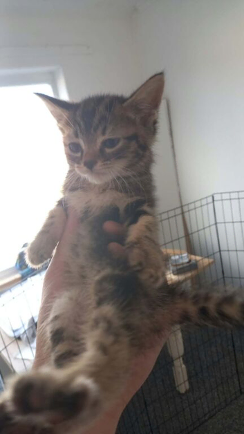 Female kitten &pound;150