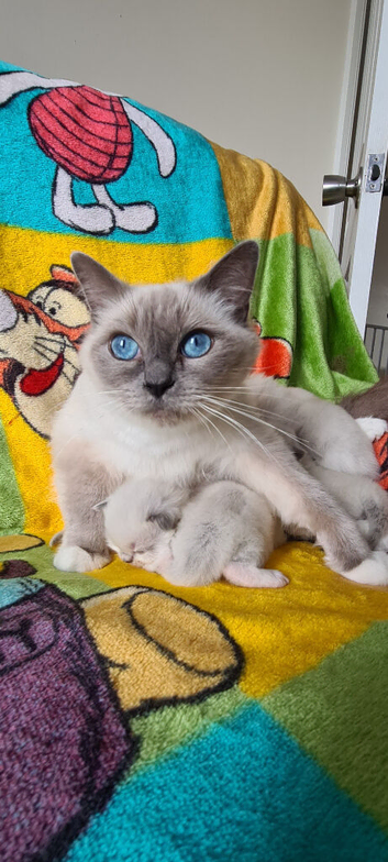 Beautiful Pure Ragdoll Kittens