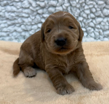Sunning littler of Australian Double Doodles from Health screened parents
