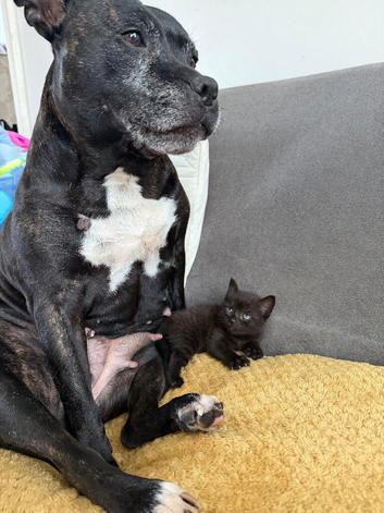 2 black kittens (females)