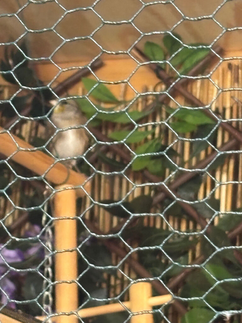 Goldfinch mule