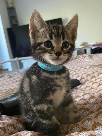 Beautiful Bengal kittens, friendly and loving