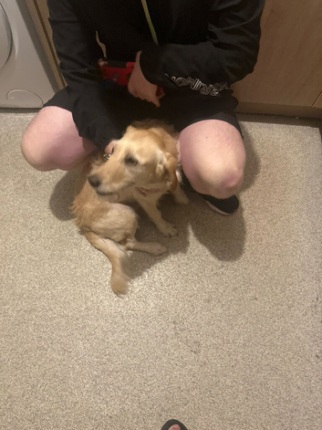 2 year old cream Labradoodle girl