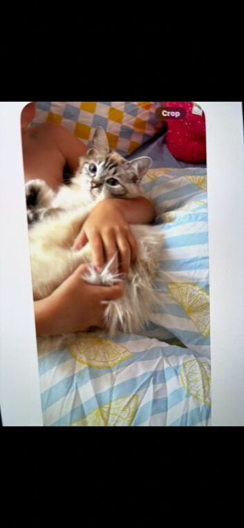 Ragdoll kittens