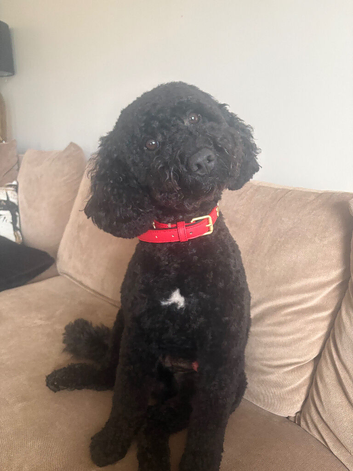 Black curly cockapoo up for stud