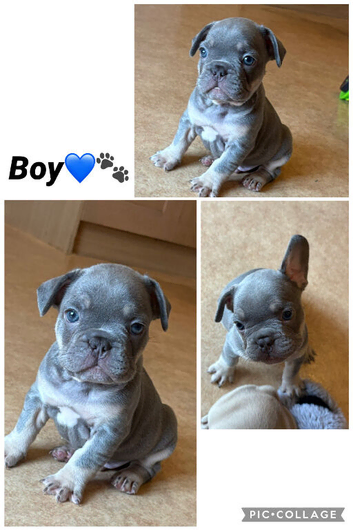 French bulldog puppies
