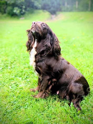 Quality F1B Sprocker Spaniel Puppies