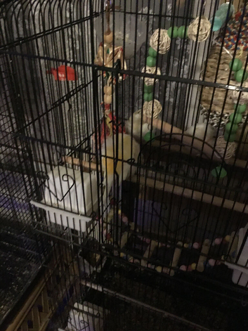 Two pairs canaries
