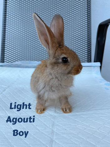 Continental Giant X New Zealand White Bunnies