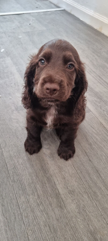 Spaniel for sale