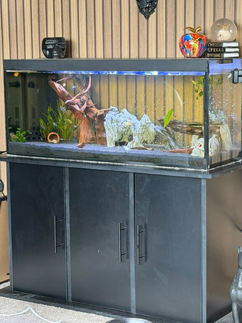 Fish tank setup + fish