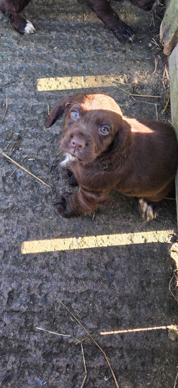 Cocker spaniel girl pups ready to leave now