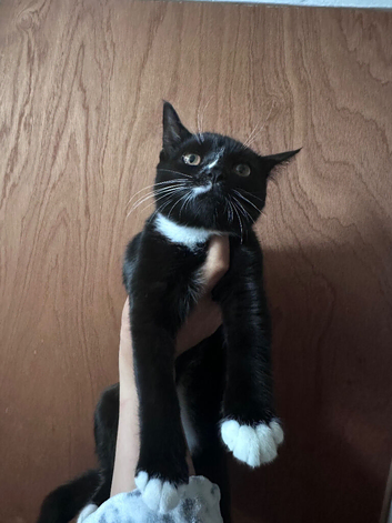 Domestic shorthair mixed breed