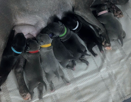 Kc blue Staffordshire bull terrier puppies