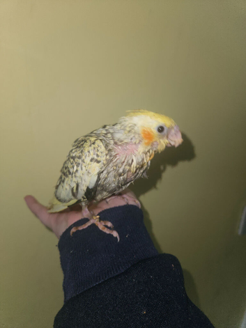 Cockatiel ready to go