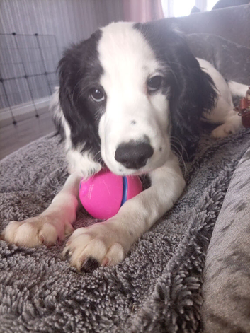 Female Cocker spaniel
