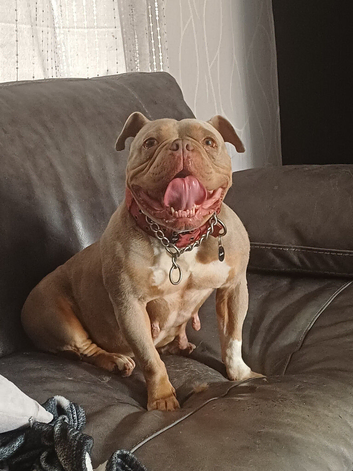 Rehoming bella