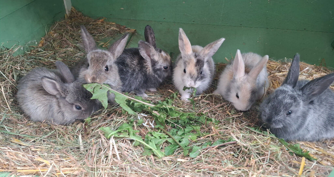 Baby rabbits for sale (ready to leave 24th July)