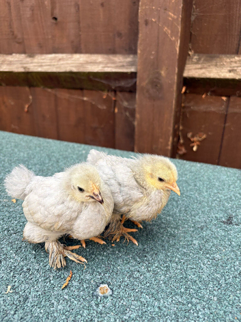 2 week old sablefoot and lavender pekin bantam chicks