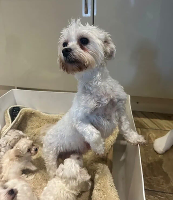 Mum Litter of Stunning Little Maltipoo Puppies