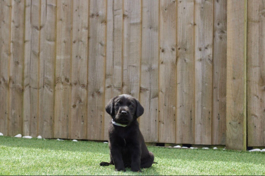KC registered black Labrador puppies