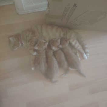 Rare Ginger kittens to find forever home