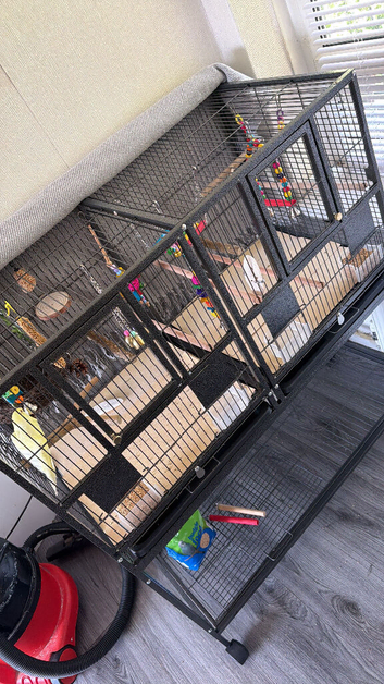 X4 budgies and cage