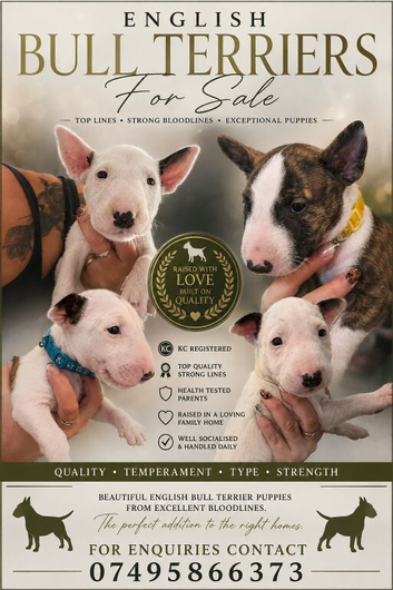 English bull terrier pups