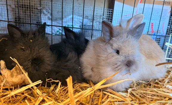 Double maned lionhead rabbits - 8 weeks old