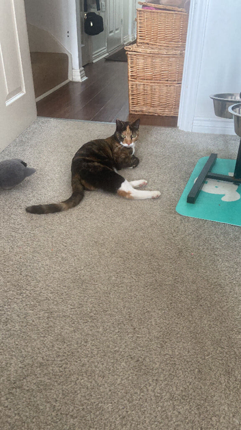 year and half year old cat