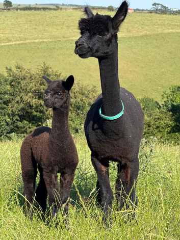 Alpacas