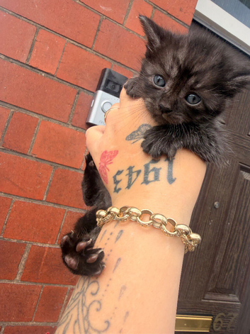 Kittens for sale